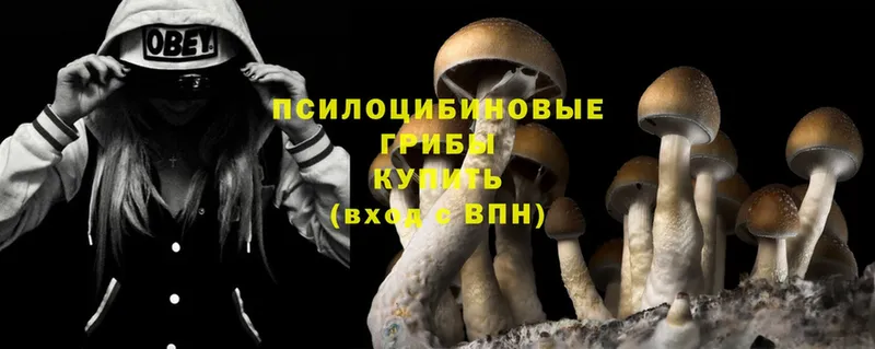 как найти   Камызяк  Галлюциногенные грибы MAGIC MUSHROOMS 